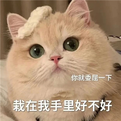 可爱猫咪微信情侣聊天表情 情侣必备的好笑又好用的表情