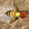 䳲ģ3d(Bee Nest Simulation 3D)