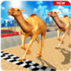 ɳĮģCamel Desert Race Simulatorv1.2 ׿