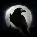 ҹѻNightCrowsv1.0.22 ׿