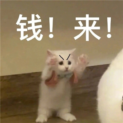 发财猫猫爱财表情包 钱辈拜托了我真的很需要你