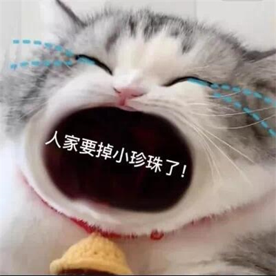 2024趣味大嘴猫表情合集 我不管我就要