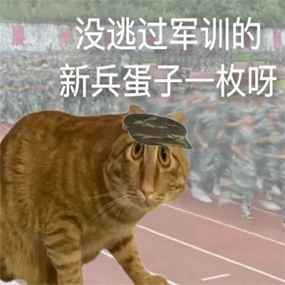 新版超好用的趣味猫咪表情包 我常因为不够变态而和你们格格不入