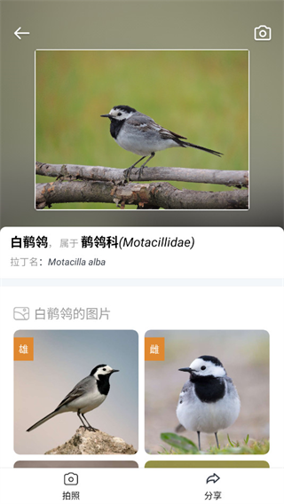 Picture Birdʶv2.9.28 ׿