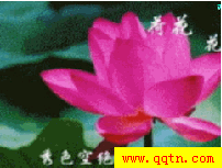 QQ ()