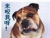 QQ搞笑表情